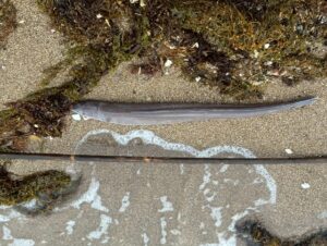 南紀のアナゴ＝クロアナゴが多いのは「地形と潮」の為！南紀の急深な岩礁地形がクロアナゴに適している。釣太郎