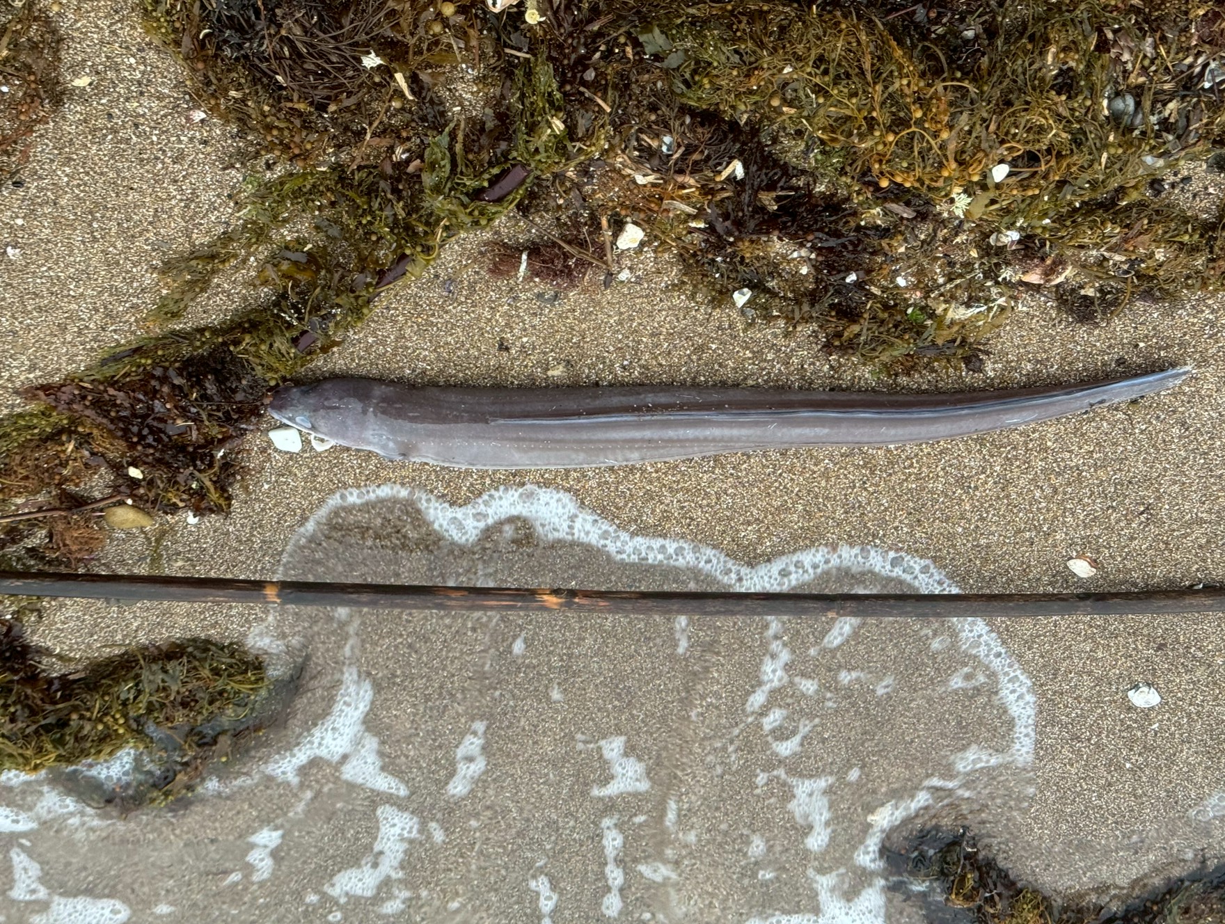 南紀のアナゴ＝クロアナゴが多いのは「地形と潮」の為！南紀の急深な岩礁地形がクロアナゴに適している。釣太郎