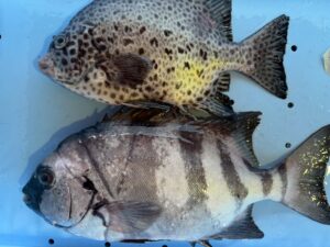 「石鯛釣りって言うけど、実はイシガキダイの方がうまい」釣太郎