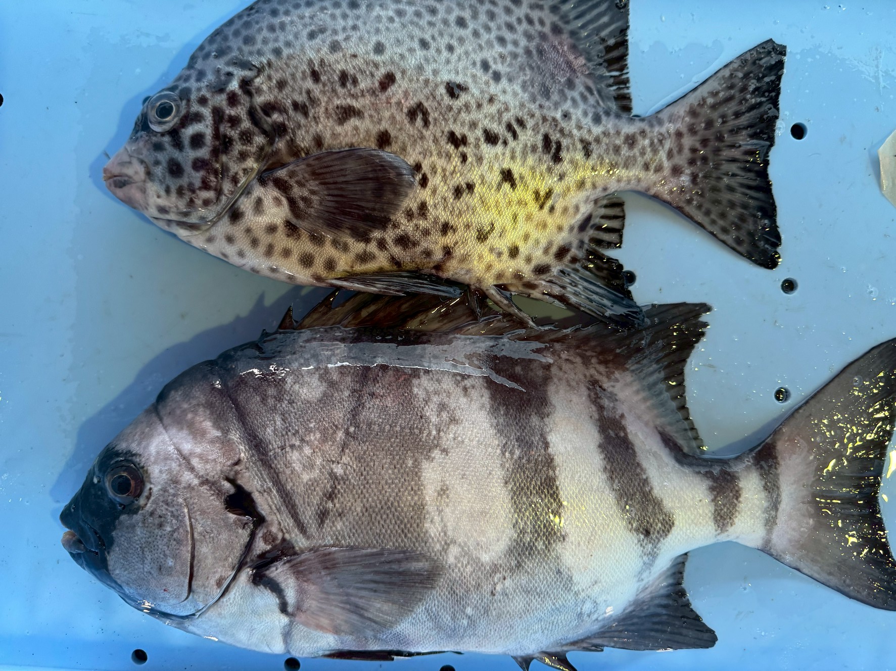 「石鯛釣りって言うけど、実はイシガキダイの方がうまい」釣太郎