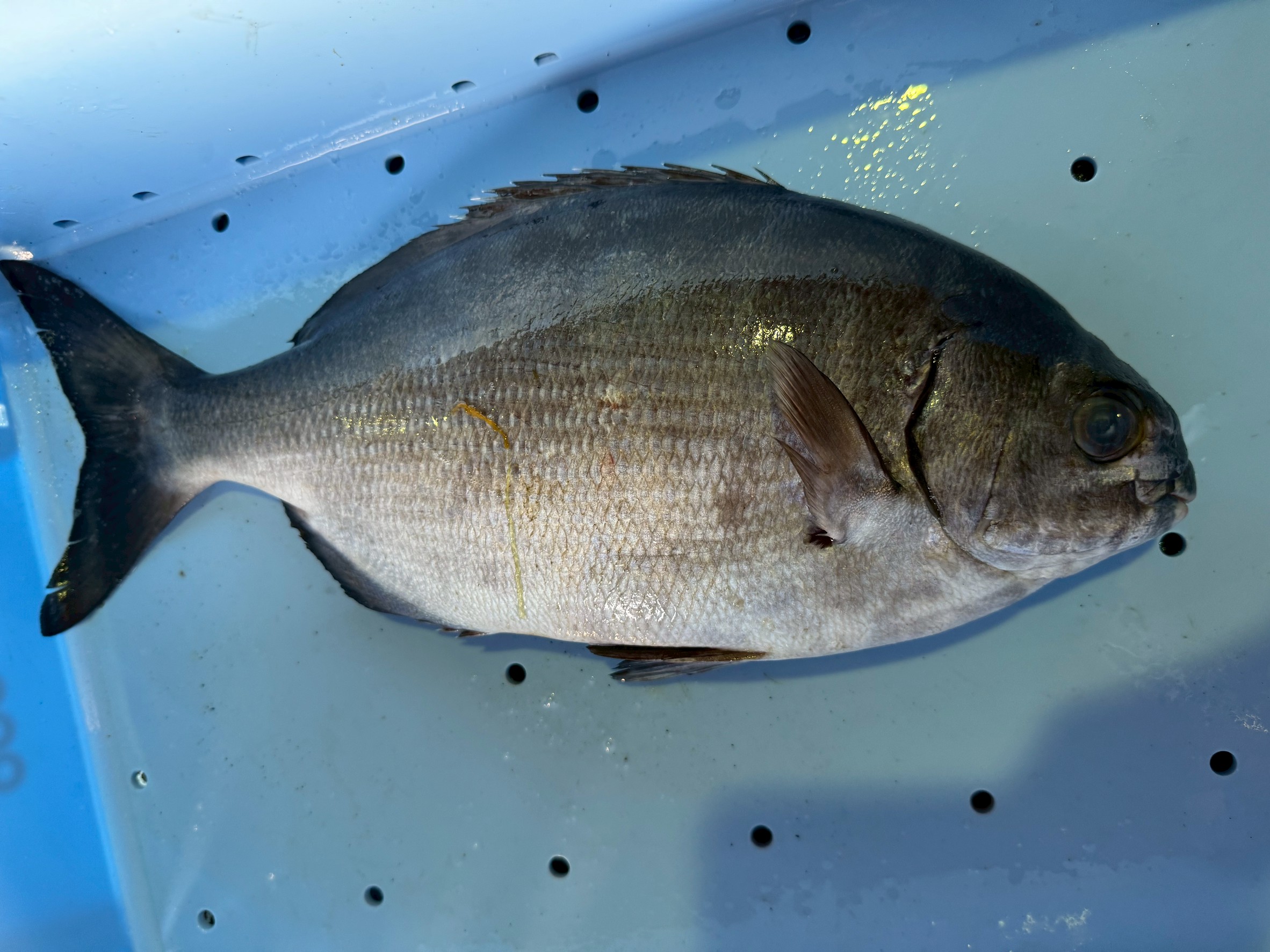 イズスミ（ババタレ）は、 「最強の外道」であり 「冬だけ主役になる魚」筋肉オバケ ・ハリスは歯と根で切られる・冬は鍋で神魚。釣太郎