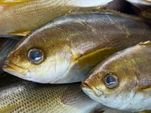 和歌山の釣り人なら、誰もが親しみを込めて呼ぶ「イサギ」。でも図鑑やテレビで見る名前は「イサキ」。釣太郎