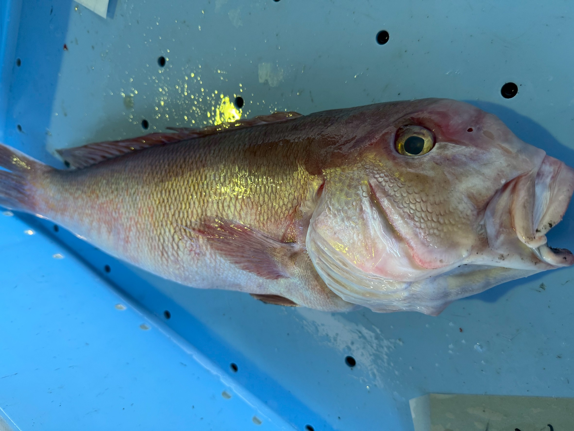 アマダイは大きく分けて「アカ」「シロ」「キ」の3種類が存在します。それぞれ生息域や味が異なり、市場価値も明確なランク付けがされています。釣太郎