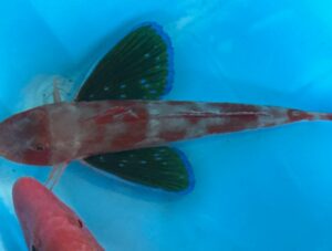 ホウボウ、派手な翼は、身を守るための「盾」。器用な足は、美味しいご飯を探すための「センサー」。非常に個性的な魚。釣太郎