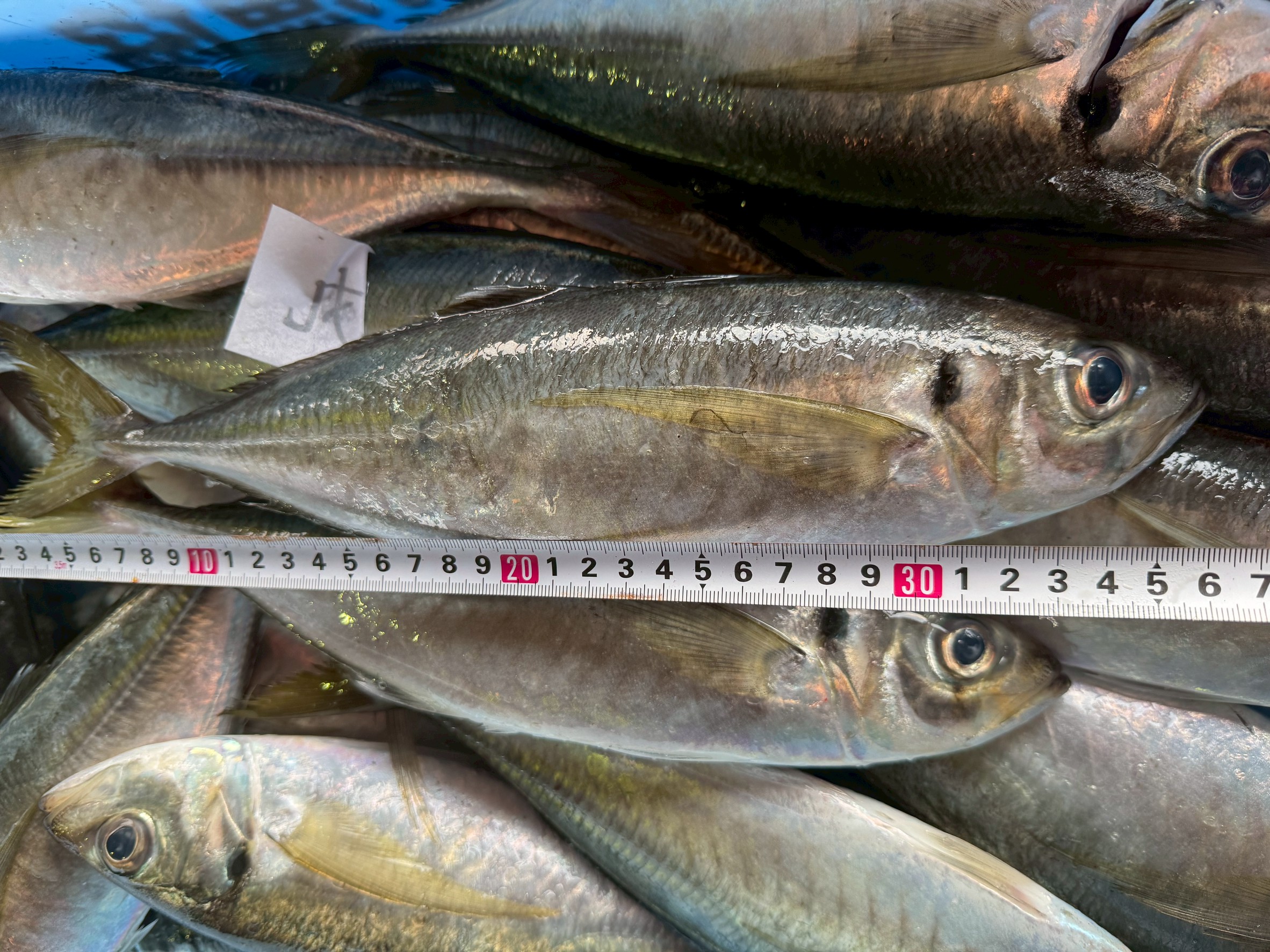 寒尺アジは和歌山県みなべ堺漁港に水揚げされています。2026年2月6日金曜日。釣太郎