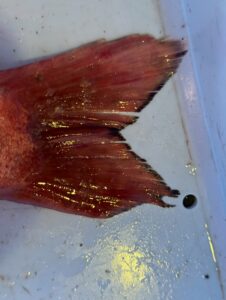 真鯛の尾鰭判断。✔ 尖っている＝天然寄り✔ 丸い＝養殖寄り✔ 全体形を見る✔ 欠けだけで判断しない。写真は 天然の可能性が高い個体。釣太郎