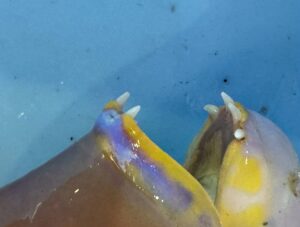 イラの強烈な歯の構造、噛まれると痛い理由、名前の由来、そして石鯛釣りエサのウニをバリバリ食べる驚異の食性。釣太郎