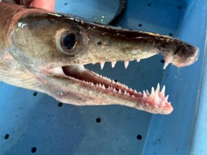 ハモの危険性。✔ 歯は針構造✔ 下あごが最凶✔ 反射的に噛む✔ 出血必至 ✔ 素手厳禁。つまり、 「うまいけど油断厳禁魚」釣太郎