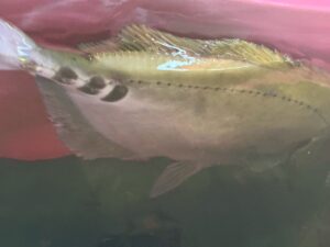 尾鰭根元の３つの黒い模様がトレードマークのニザダイ。サンノジと呼ばれることも多い。釣り人には外道魚扱いされるが、冬季は活締めにして食べると匂いもなく美味。釣太郎