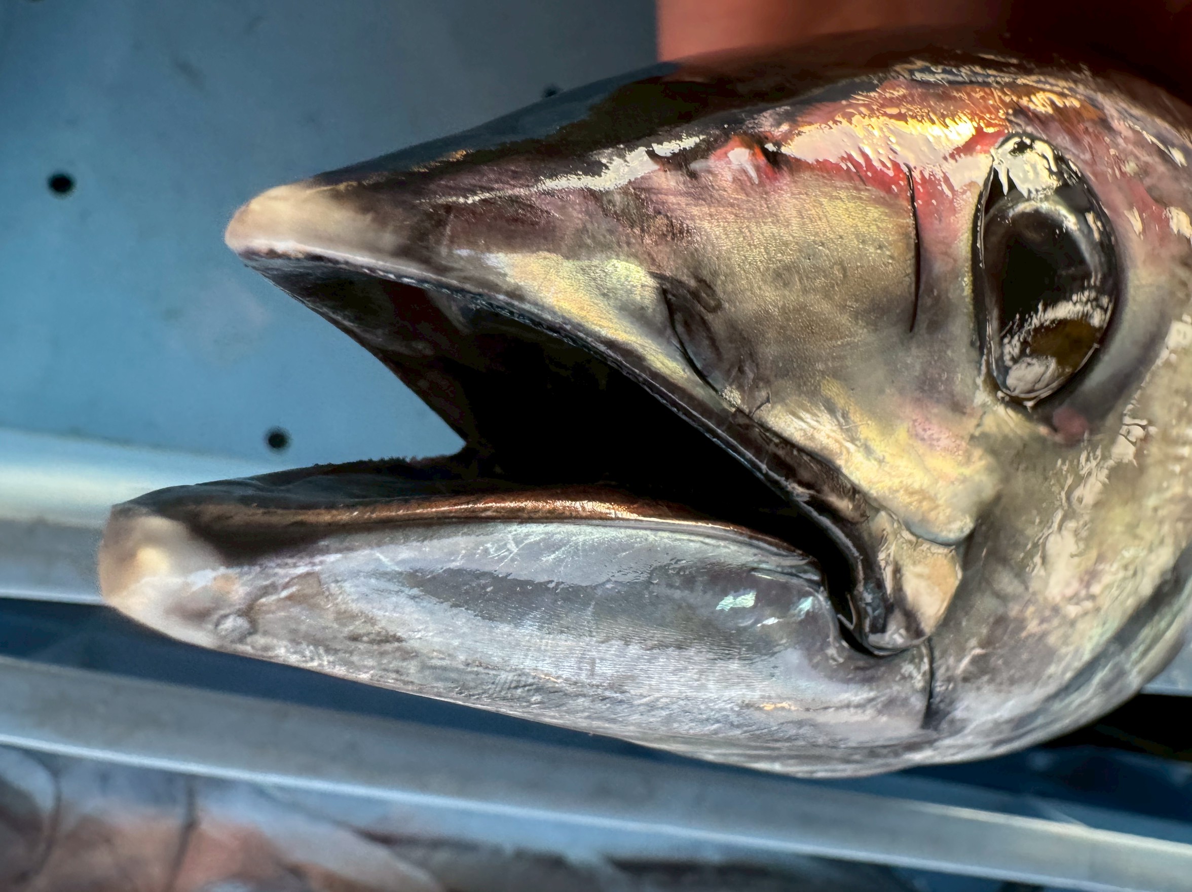 春ガツオは旬の魚そのもの。好きな人も多い人気魚だが、実はカツオ、歯がないんです。ご存じですか？釣太郎