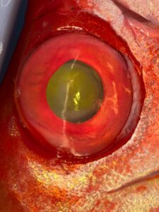 チカメキントキの目が金色に見える理由は深海で生き抜くための反射層。 キンメダイとは似ているようで役割も構造も違う。釣太郎