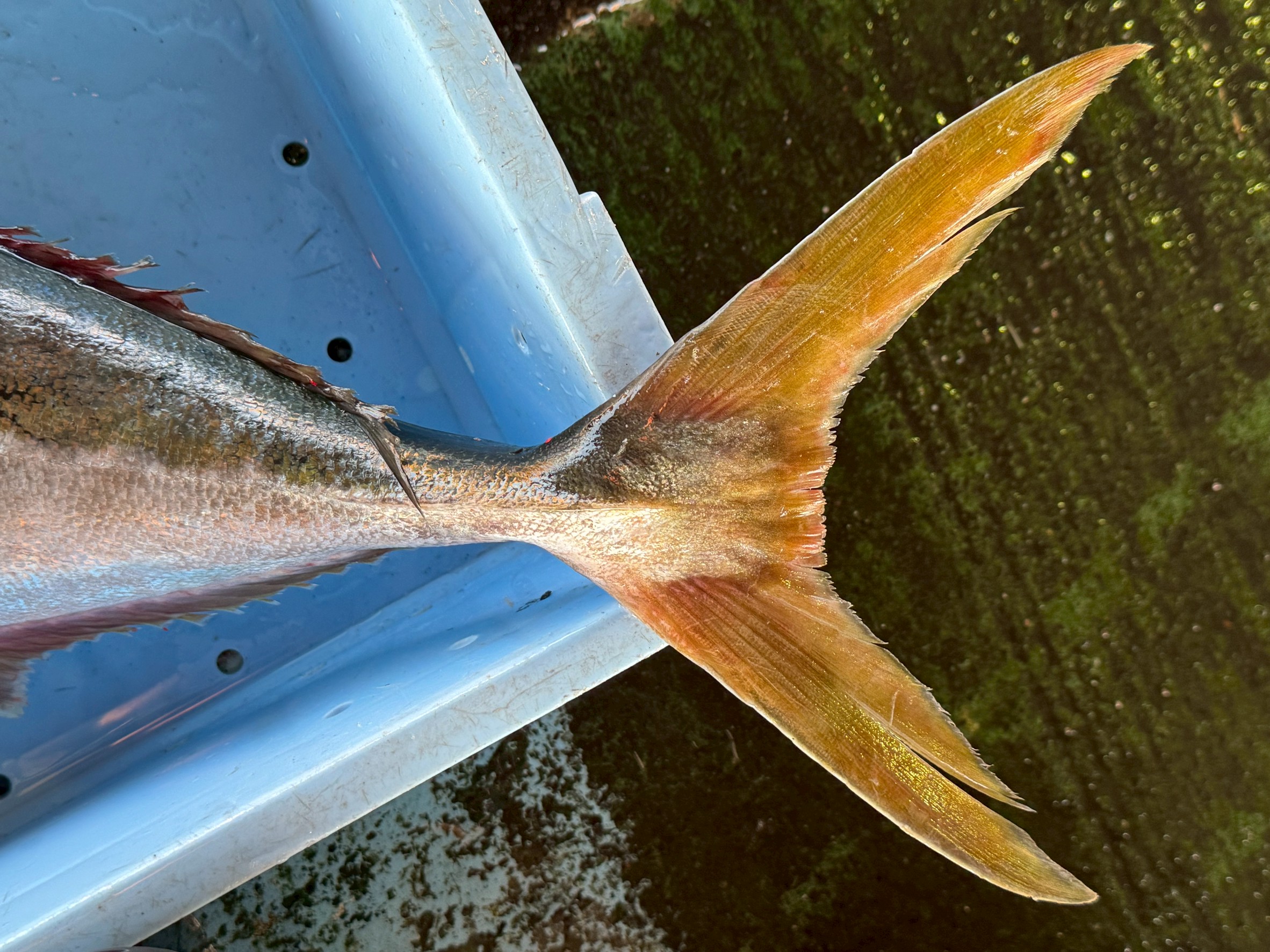 ブリの尾鰭は、専門用語で「成体における三日月型（ルナ型）」す。 この形には、大海原を回遊するハンターとしての進化したもの。釣太郎