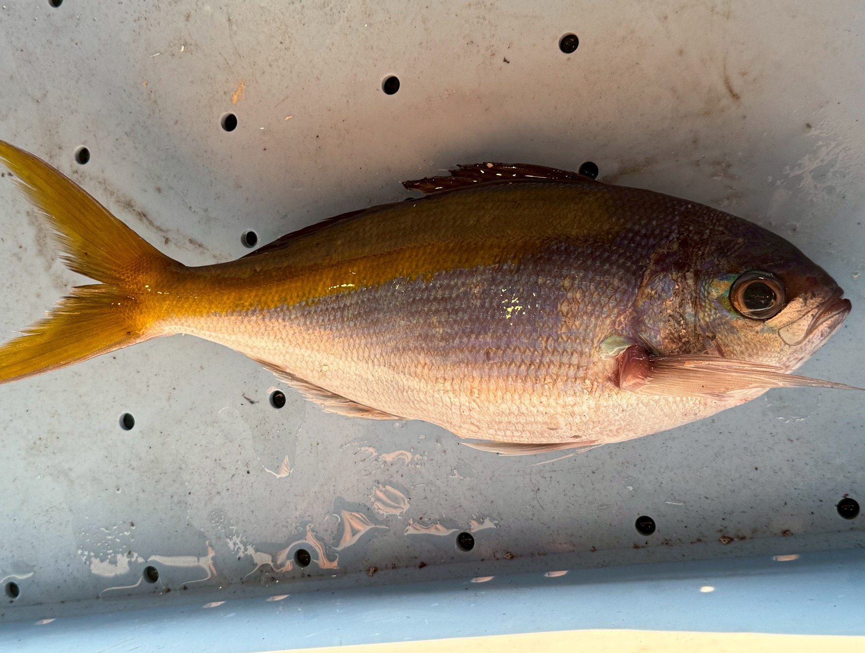 ウメイロは、見た目の美しさ、上品な味わい、そして希少性を兼ね備えた“通好み”の魚。釣り人にとっては夢のターゲット、料理人にとっては隠れた逸品。釣太郎