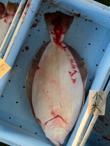 平目は血抜きをしたものとそうでないものを食べ比べれば、素人の方でも一口でわかるほどの差があります。釣太郎
