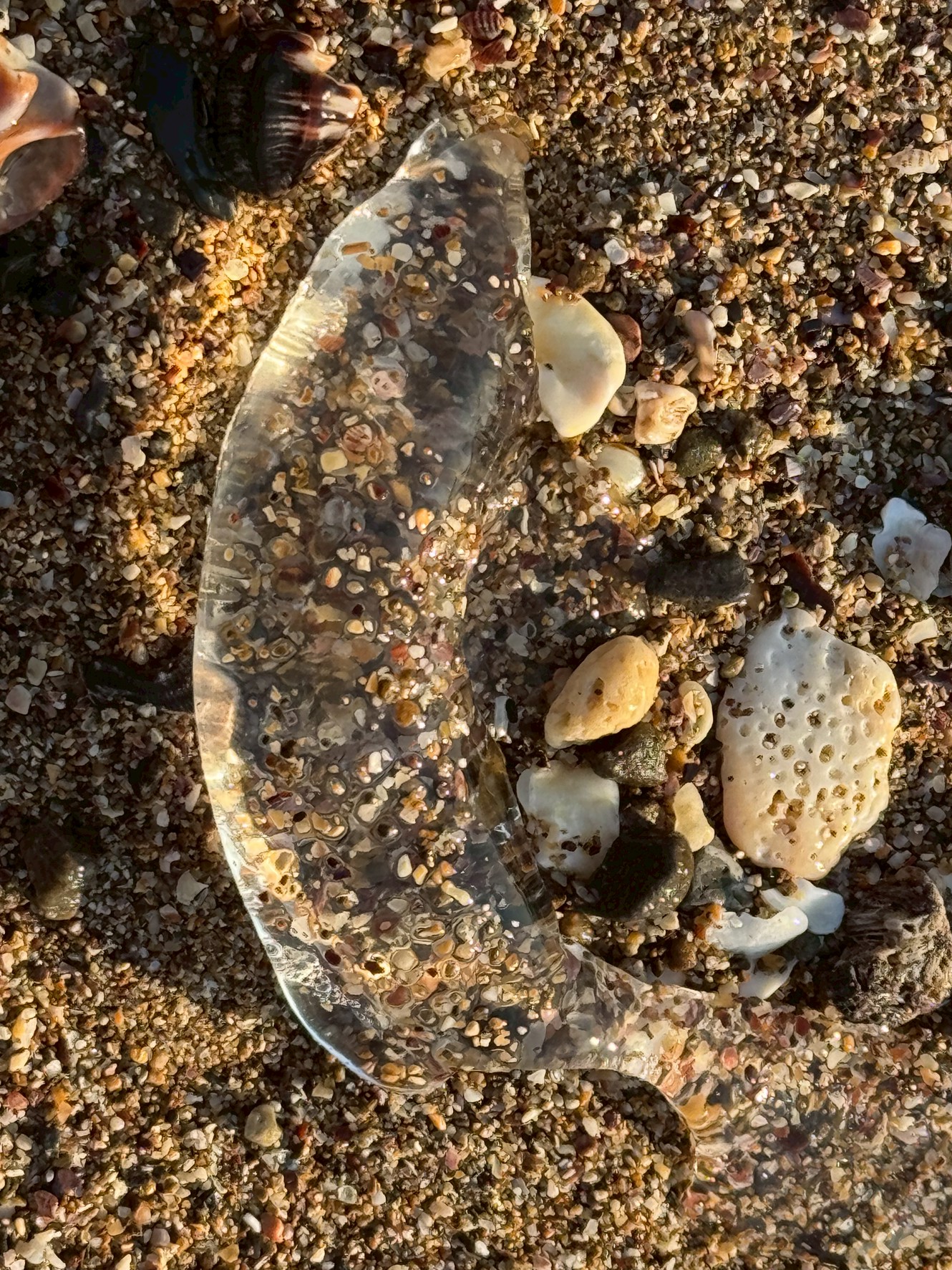 海辺に打ち上げられた透明な物体の正体はサルパ。ホヤの仲間。クラゲではありません。分類的には脊索動物。つまり魚に近いグループ。釣太郎