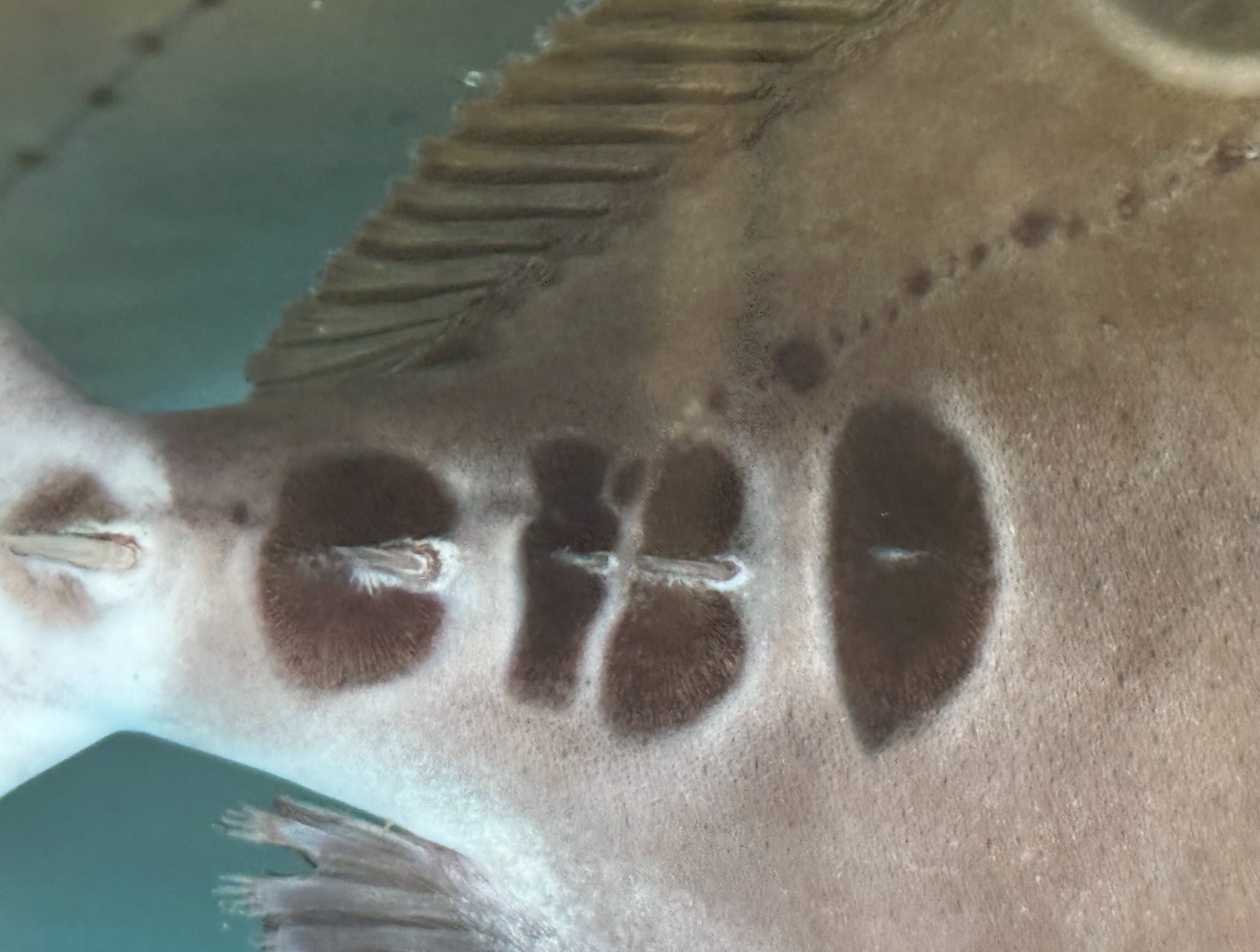 ニザダイの尾柄部にある3つの点は、サンノジとも呼ばれる理由で、非常に硬くて鋭い 「骨質の棘（とげ）」です。釣太郎