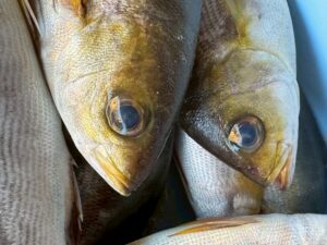 【南紀の宝】イサキ（イサギ）が“最高”と称される理由.釣太郎