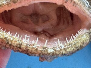 アンコウの口の中がヤバすぎる…漫画超えの恐怖と美味のギャップ 。釣太郎