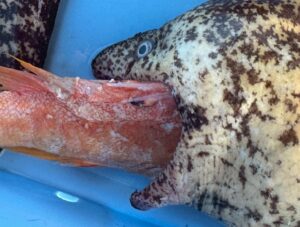 ウツボが魚を丸呑み…これが定番の恐怖シーン！実は超美味いギャップに驚愕。釣太郎