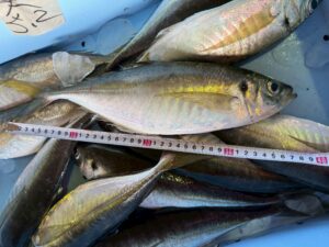 40㎝のギガアジが水揚げされています。2025年2月13日金曜日。和歌山県みなべ町堺一番。釣太郎