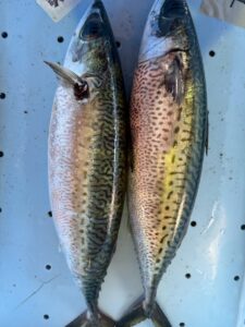 南紀のサバはどうか。 条件が揃えば、全国トップクラス。黒潮域特有の ・締まった身・軽く上質な脂・雑味の少なさ。釣太郎