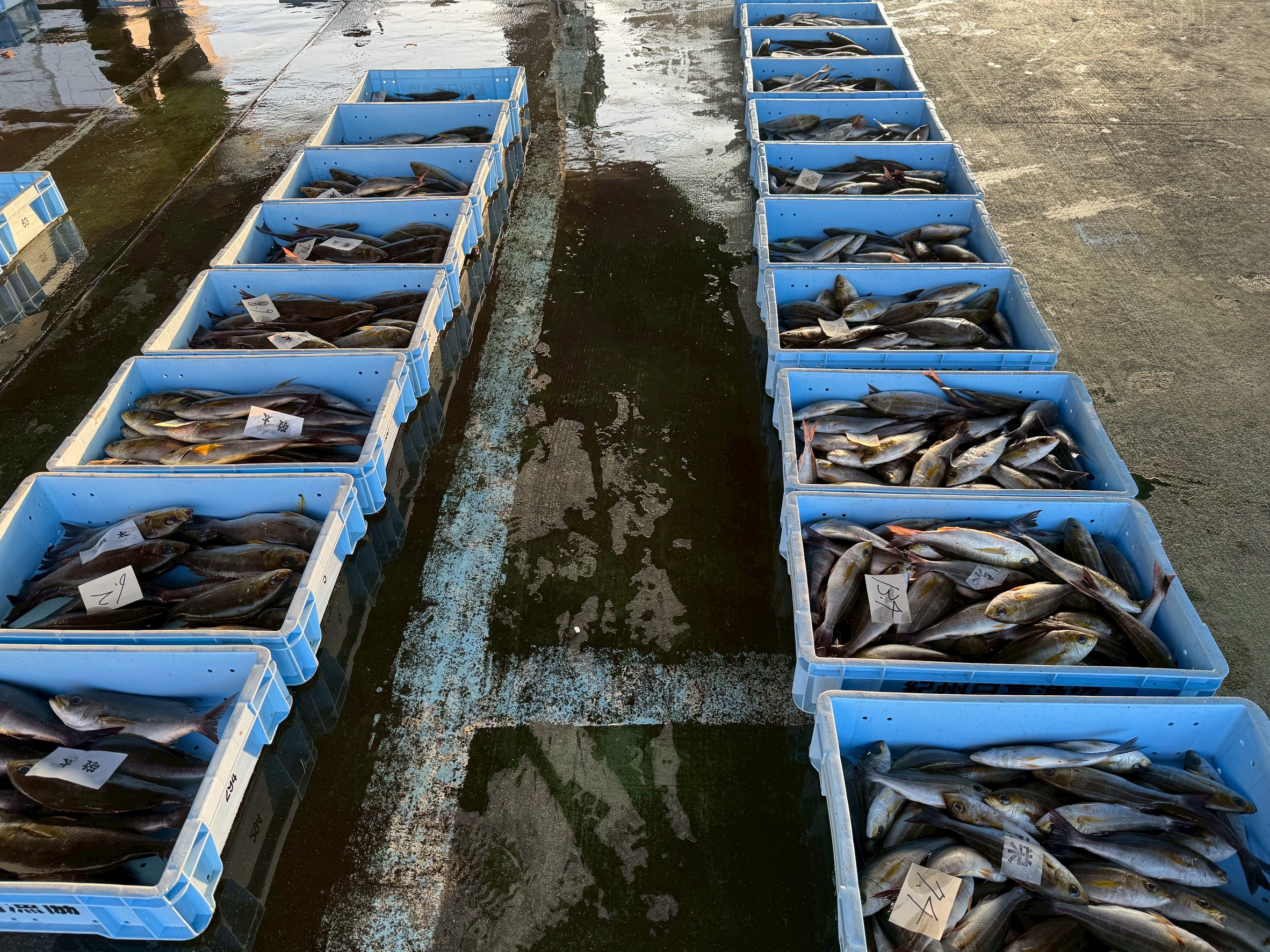 “南紀のイサキ”は、海と人が育てた逸品 南紀のイサギは、自然環境・魚の成長・人の技術が三位一体となって生まれる“白身の芸術品”。釣太郎