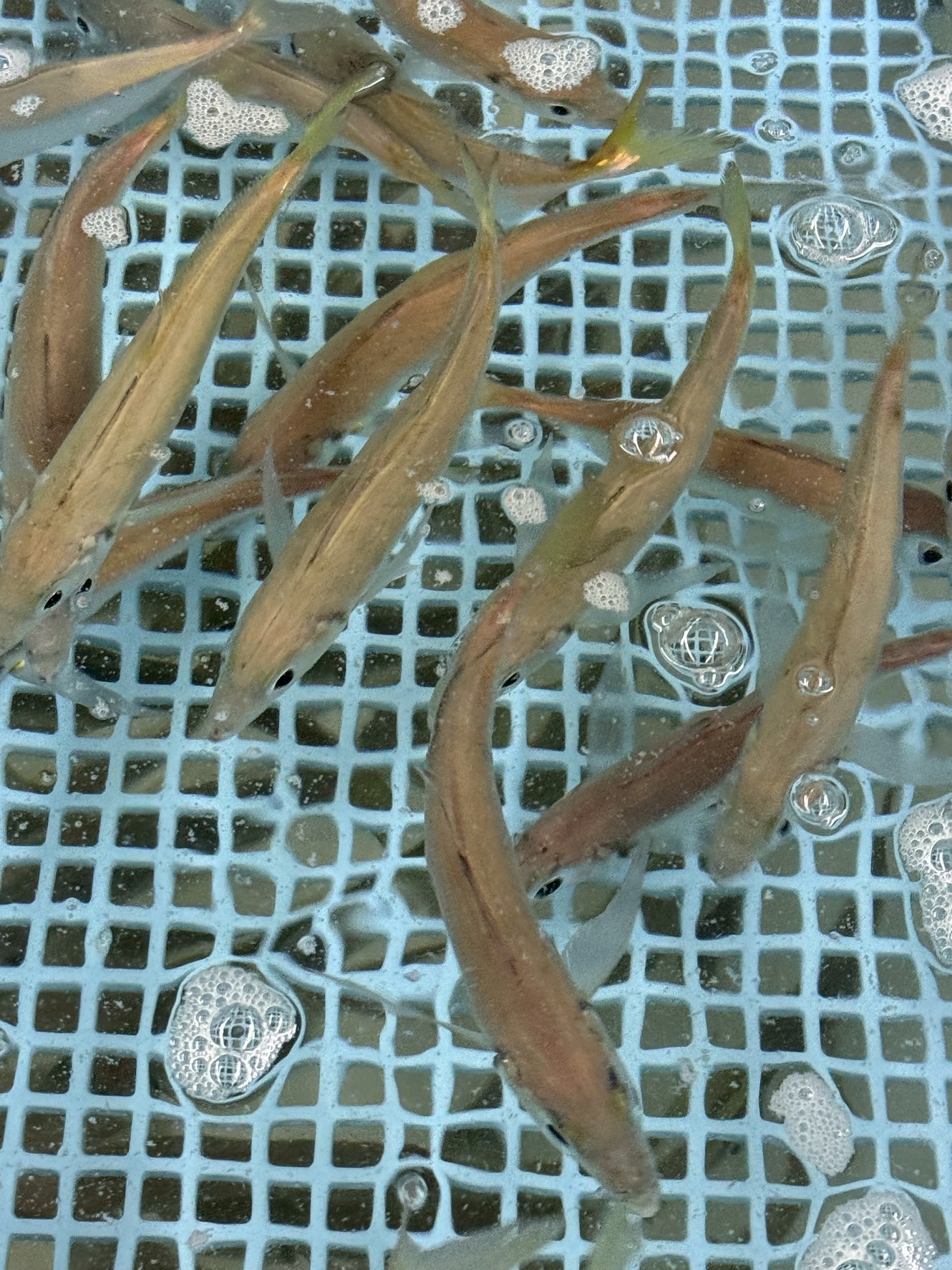 暖かくなってき、活アジかなり動いていますが、在庫多数ご用意しています。釣太郎