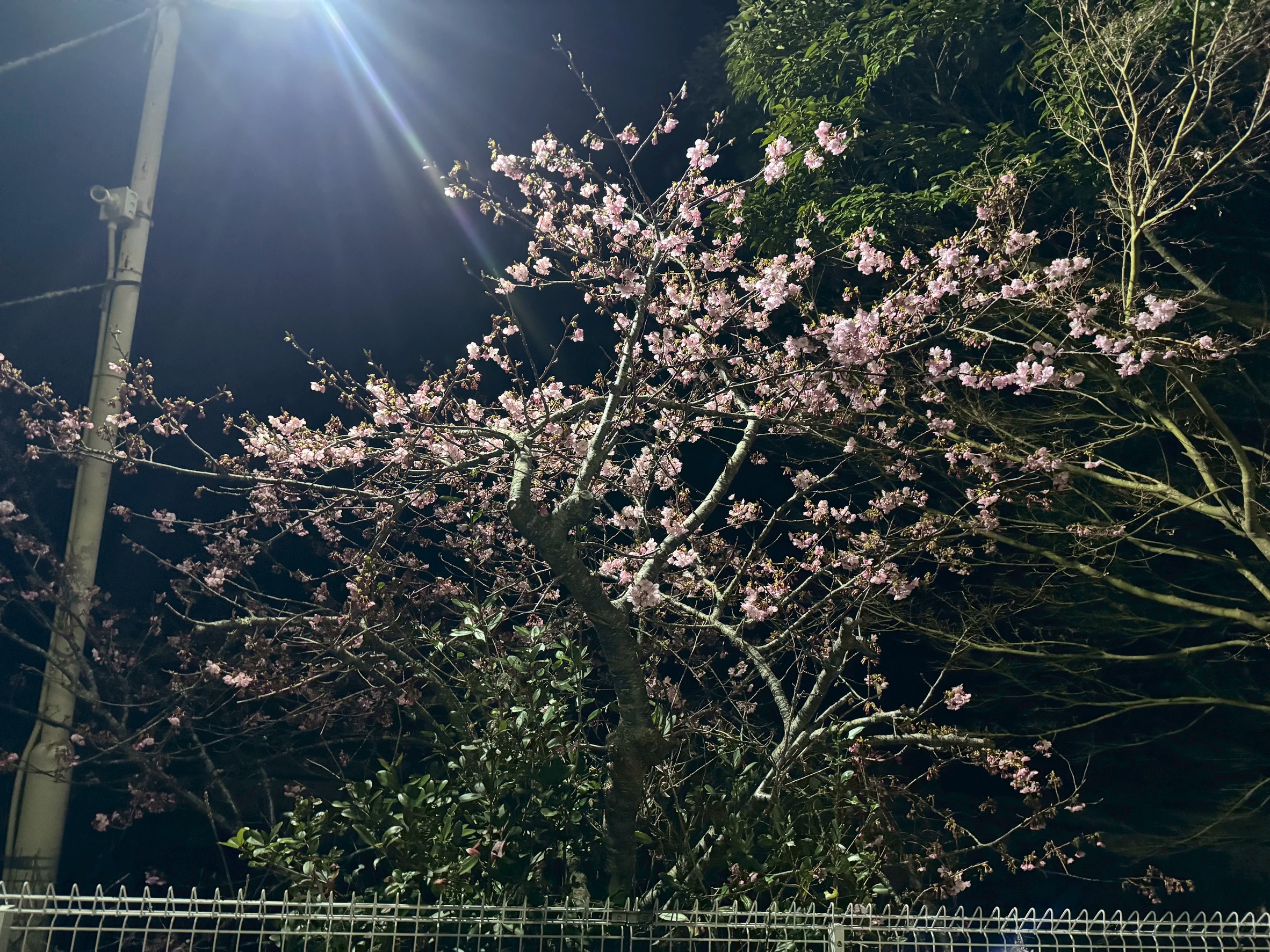 白浜店の夜桜が綺麗に咲いています。これは早咲きの大島桜。釣太郎