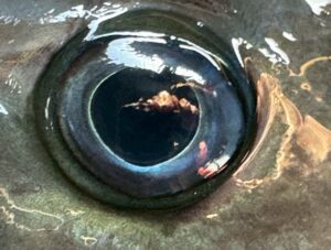 グレ（メジナ）の目は青い理由。光の散乱（ティンダル効果 / レイリー散乱に近い現象）メラニン色素が少ない・配置の影響水中環境への適応（進化的な理由）釣太郎