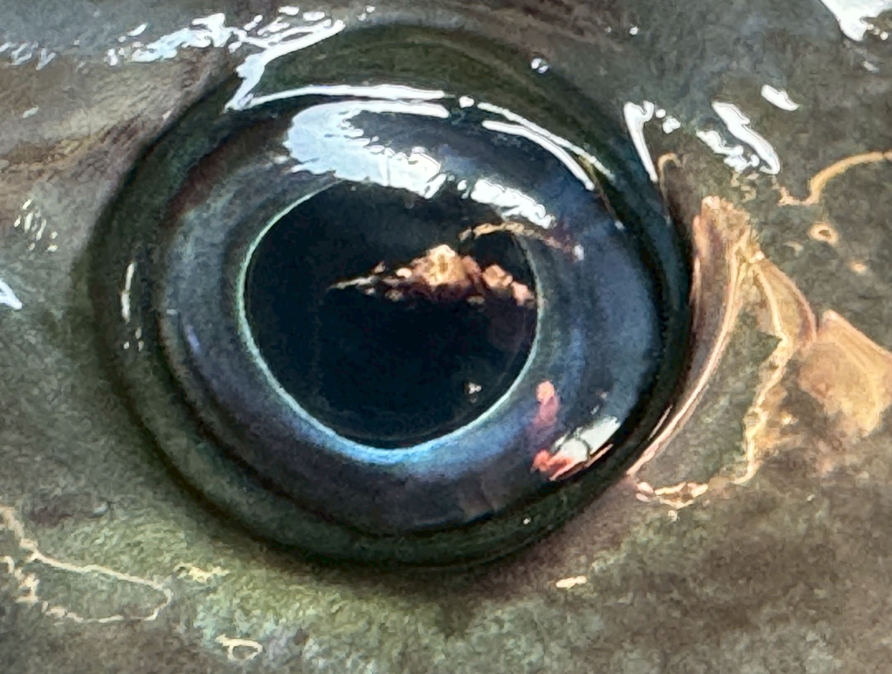 グレ（メジナ）の目は青い理由。光の散乱（ティンダル効果 / レイリー散乱に近い現象）メラニン色素が少ない・配置の影響水中環境への適応（進化的な理由）釣太郎