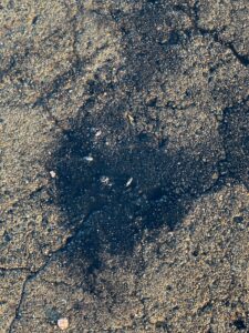 アオリイカ墨跡は「2〜3日以内の釣果証明書」アオリイカの墨跡は、ただの汚れじゃなく鮮度時計みたいなもの。釣太郎