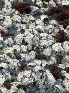 南紀の牡蠣が多い理由は黒潮の栄養。外洋の波。平たい波食棚地形。この3つ。故にラインは切られる。釣太郎