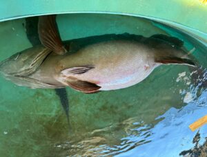 魚が腹を浮かせて泳ぐのは・浮き袋異常・衰弱 ・酸欠・神経機能低下 ・死亡直前のサインです。釣太郎