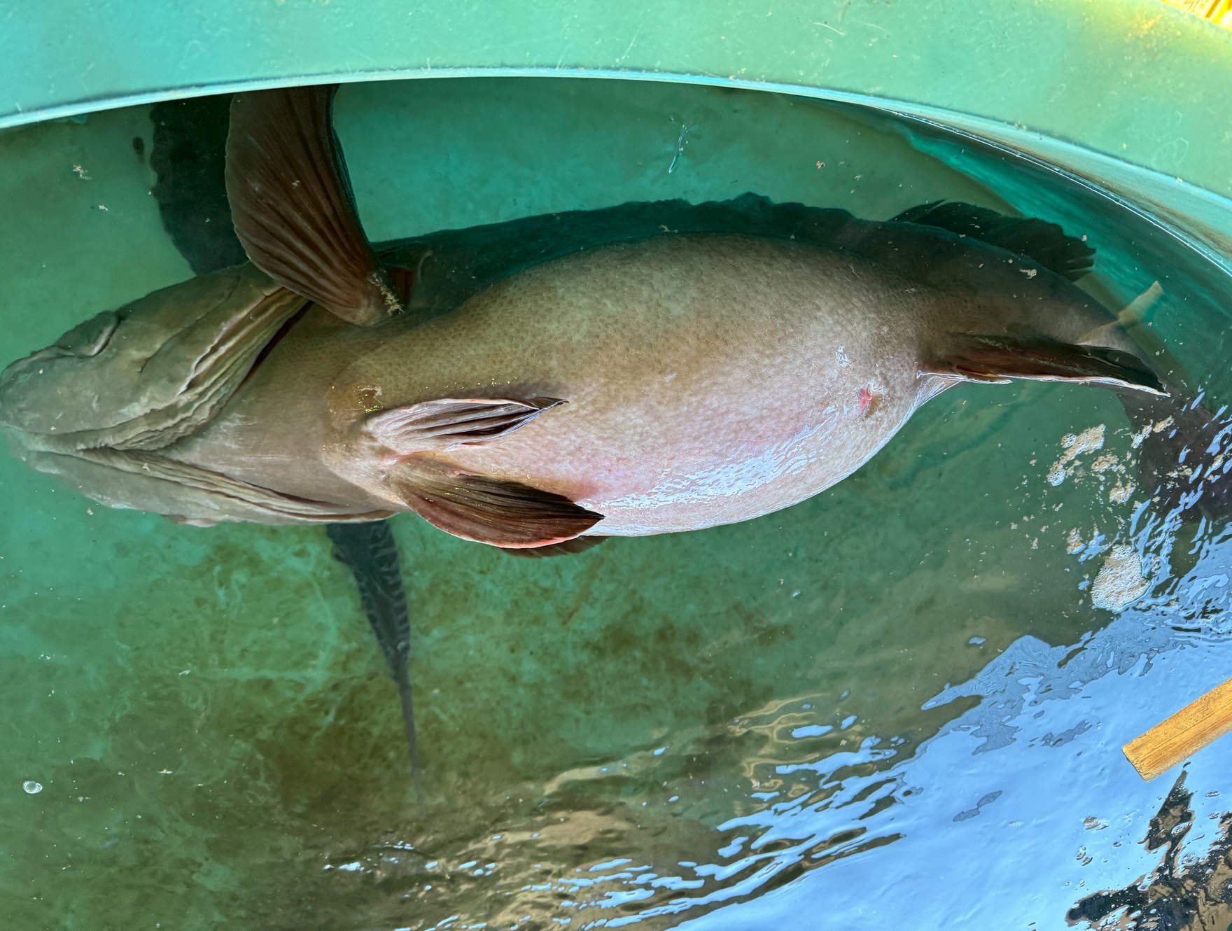 魚が腹を浮かせて泳ぐのは・浮き袋異常・衰弱 ・酸欠・神経機能低下 ・死亡直前のサインです。釣太郎