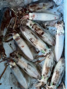 2月のアオリイカは特徴があります。・群れが小さい・回遊より居着き傾向・深場中心・活性にムラあり・成長途中の個体が多い。釣太郎