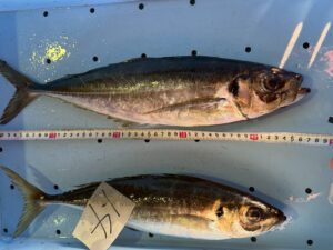 ギガアジも47センチになるとド迫力！さすがにでかい！2026年2月16日月曜日和歌山県みなべ町堺市場にて。釣太郎