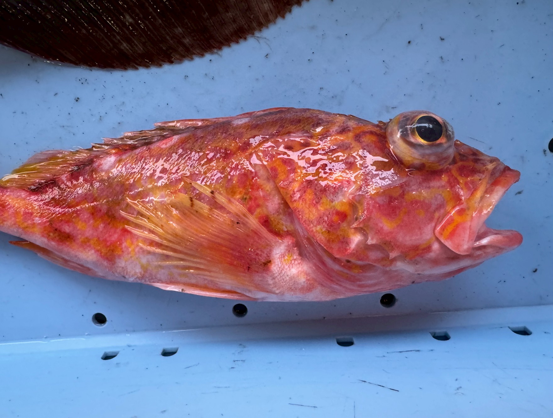 アヤメカサゴも煮付けは絶品ですが、ガシラに比べて水分がやや多い分、身が柔らかく、甘みが強いのが特徴です。釣太郎