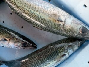 サバはスピード勝負の魚。生き腐れ： 強力な消化酵素で、自分自身を溶かしてしまう現象。イワシとの違い： イワシは見た目で分かるが、サバは見た目が綺麗でも中が傷んでいる「詐欺師」タイプ。釣太郎