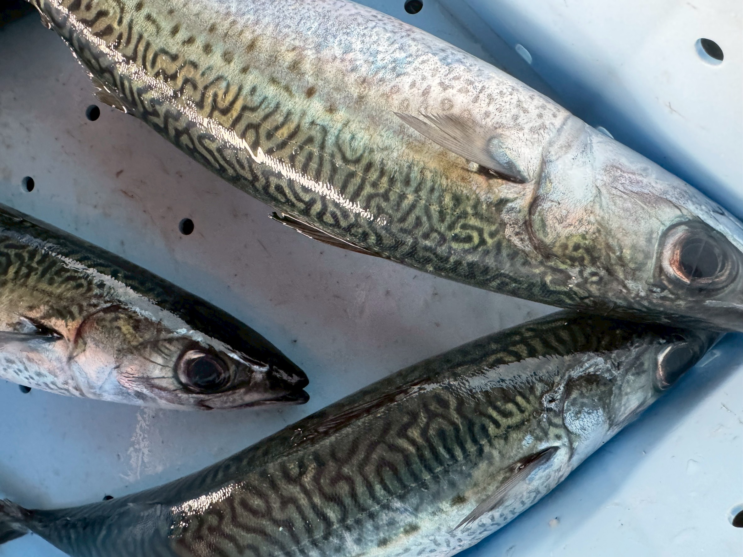 サバはスピード勝負の魚。生き腐れ： 強力な消化酵素で、自分自身を溶かしてしまう現象。イワシとの違い： イワシは見た目で分かるが、サバは見た目が綺麗でも中が傷んでいる「詐欺師」タイプ。釣太郎