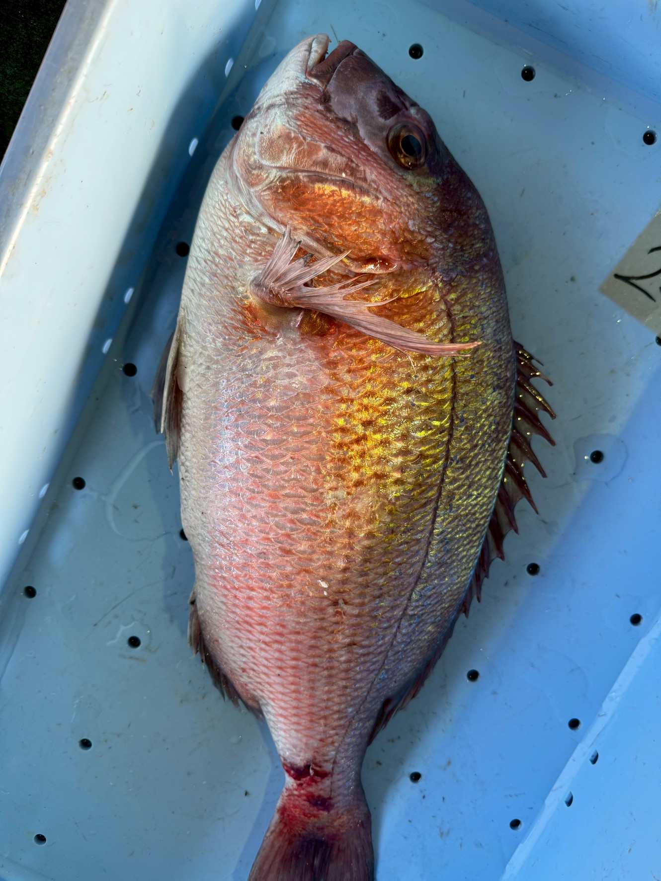 南紀真鯛が美味しい最大の理由：黒潮の本流が岸近くを流れる「奇跡の海」釣太郎