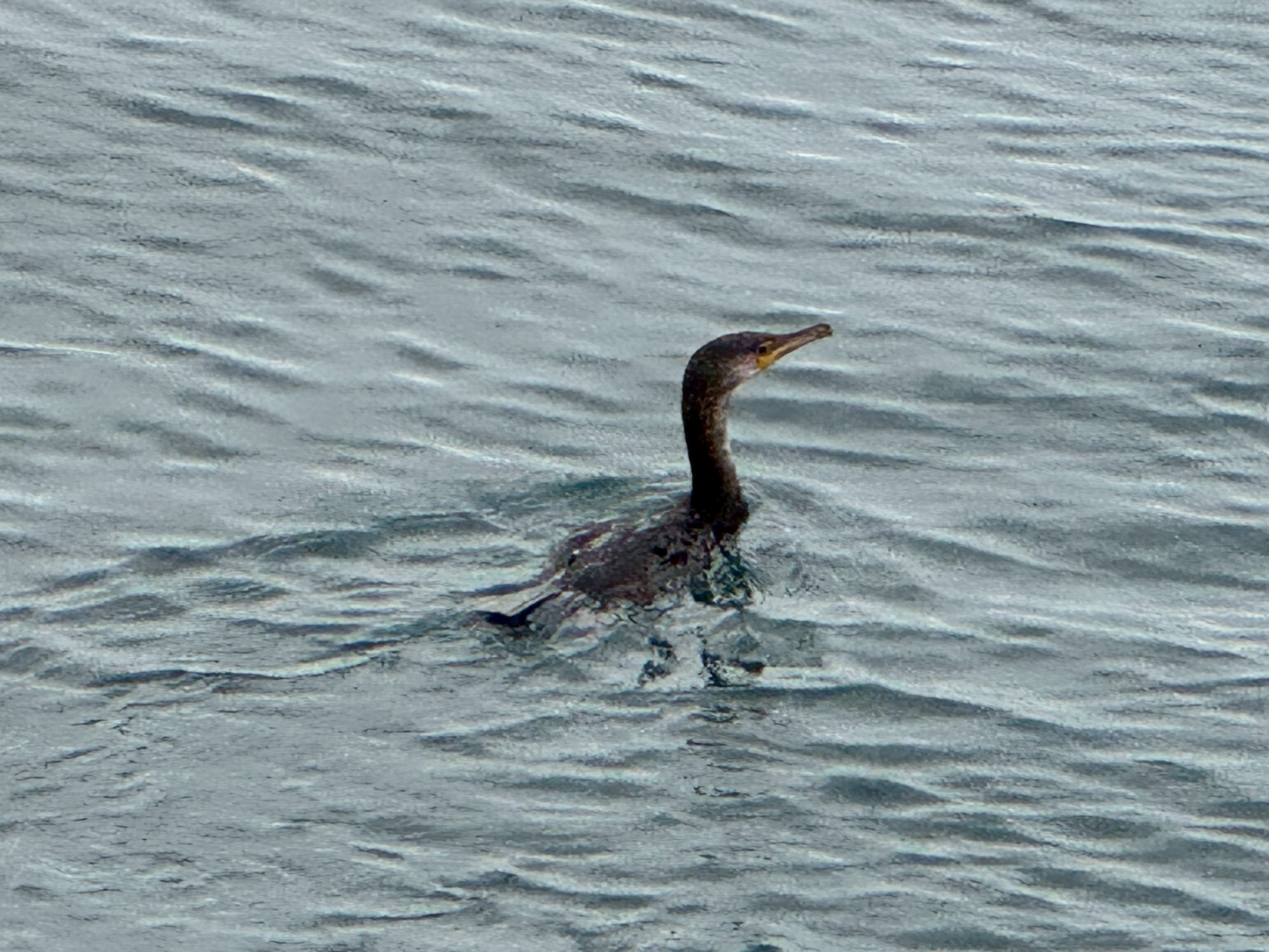 ウミウは海岸や磯、港湾などで見られ、波に乗りながら潜水して魚を捕らえるのが得意。カワウは川や湖でよく見られ、浅瀬での狩りが得意。釣太郎