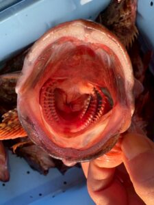 小さくても立派なフィッシュイーター！カサゴ（ガシラ）の口の中がヤバい…。口内構造でわかる肉食魚の正体。釣太郎