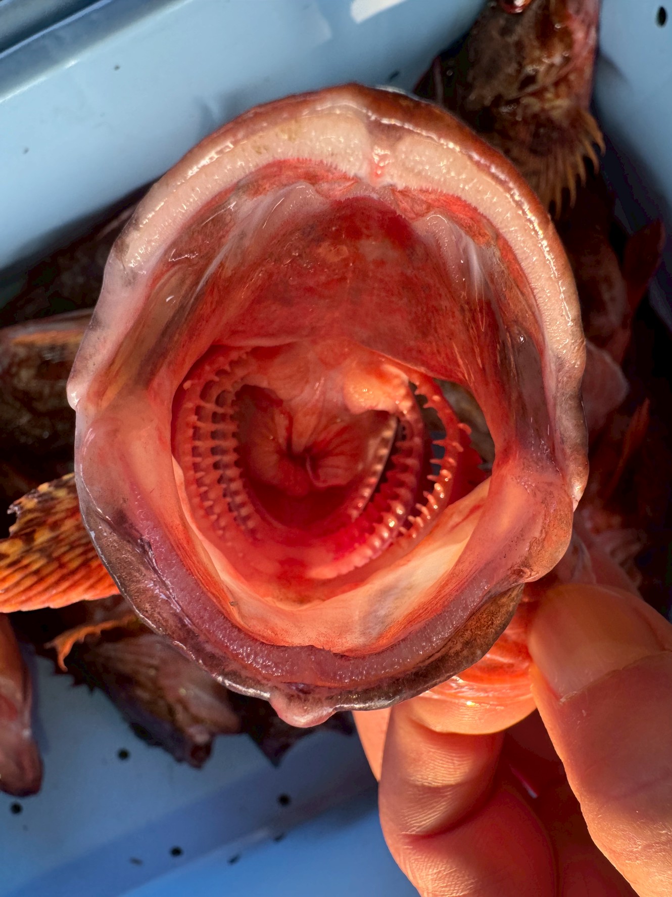 小さくても立派なフィッシュイーター！カサゴ（ガシラ）の口の中がヤバい…。口内構造でわかる肉食魚の正体。釣太郎