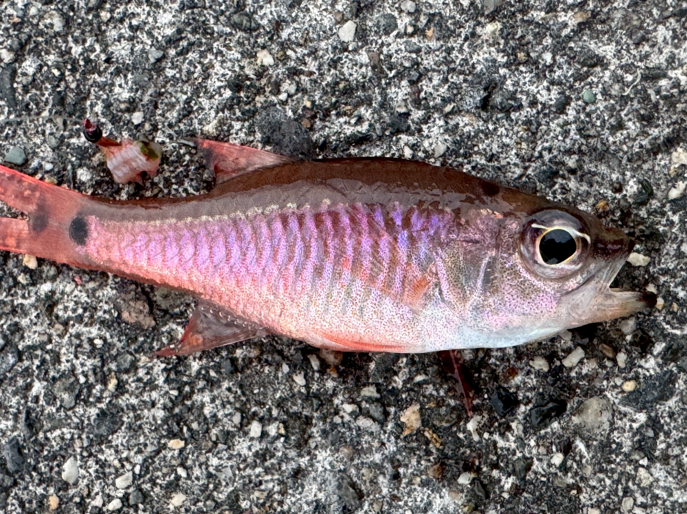 南紀で「アカジャコ」と呼ばれる魚の正体｜クロホシイシモチとネンブツダイの違いを釣り人向けに解説。釣太郎