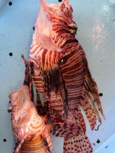 ハナミノカサゴは・美しいが毒を持つ危険魚・南紀では普通種・市場価値は低い・味は非常に良い。釣太郎