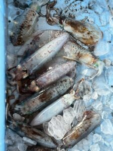 昨年の11月から12月頃の初冬に卵から孵化した「遅生まれ」のアオリイカ新子。釣太郎