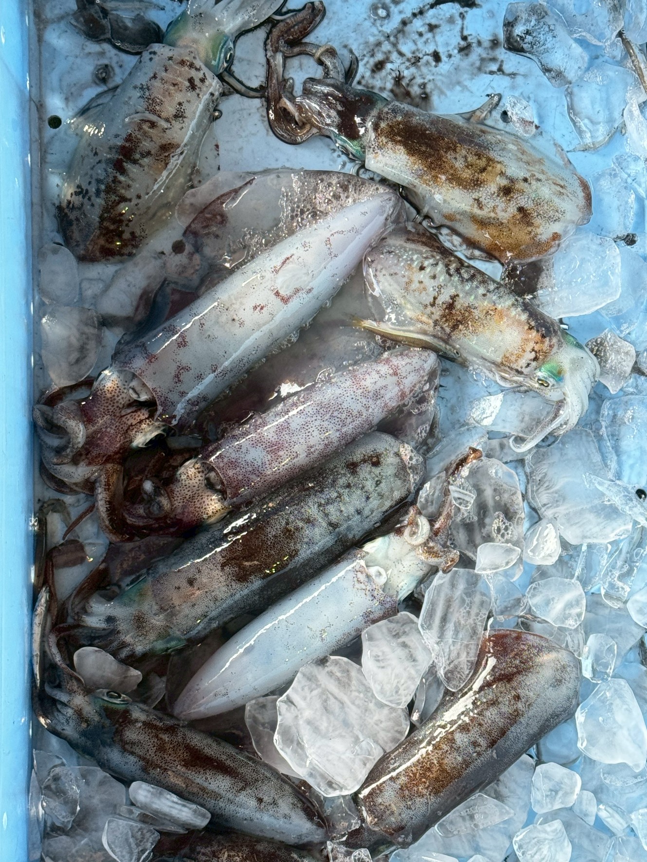 昨年の11月から12月頃の初冬に卵から孵化した「遅生まれ」のアオリイカ新子。釣太郎