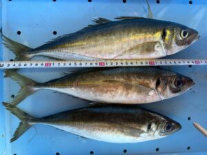 40㎝のギガアジ。今日2月21日土曜日も水揚げされています。通常アジは大きい方が脂がのり美味ですが、尺アジ30センチを超えると大味になります。釣太郎