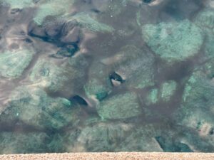 2026年2月22日日曜日の和歌山みなべ町のは冬の海をしています。釣太郎