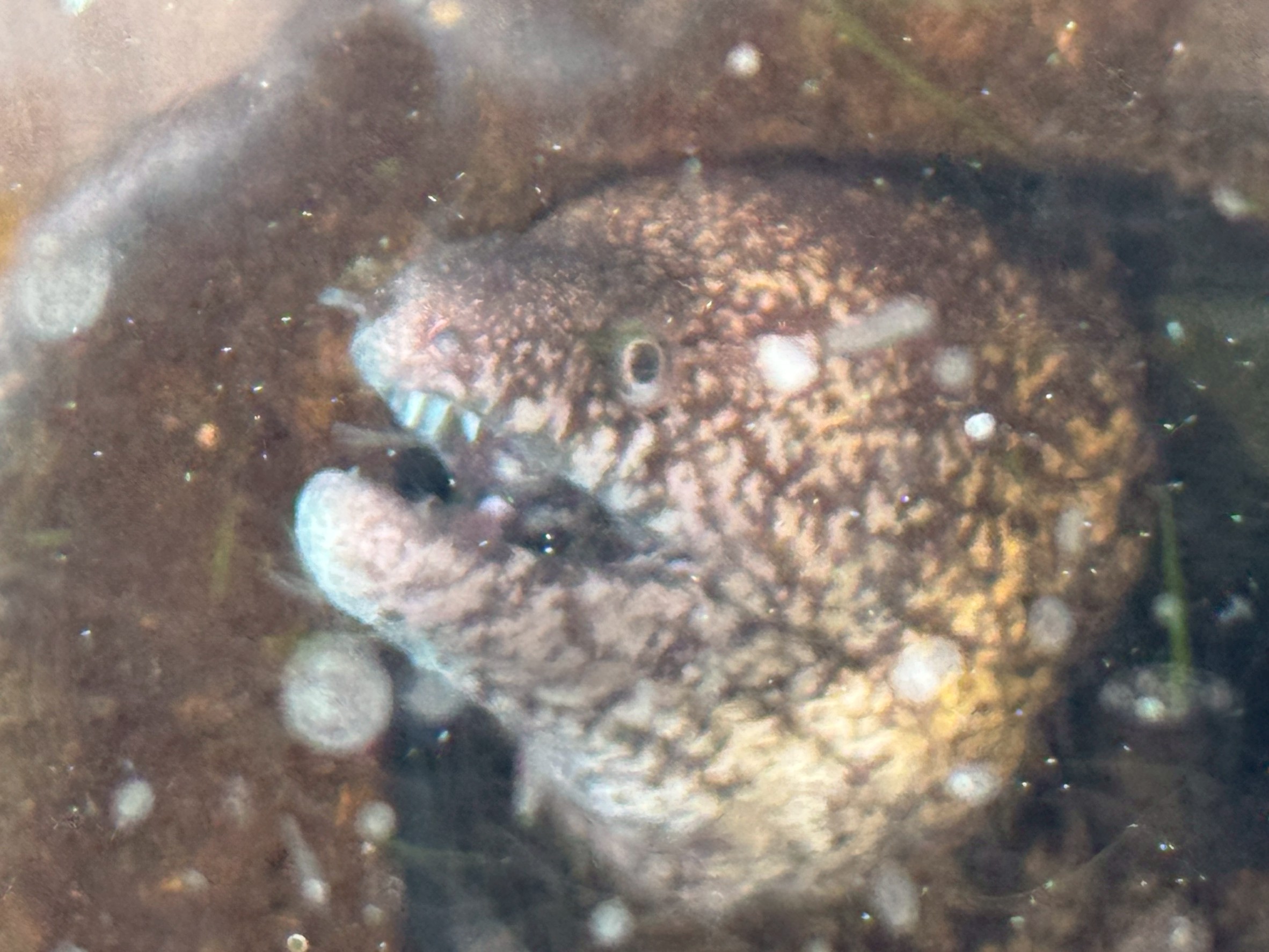 昨日いただいたウツボ、元気にしています。ありがとうございました。釣太郎